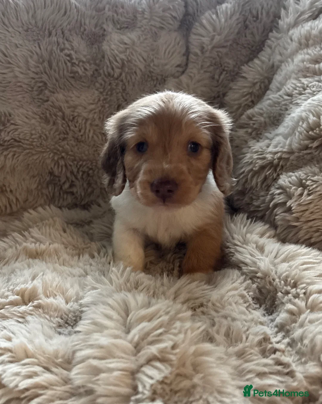 Miniature Dachshund dogs for sale: miniature long hair dachshund  in Inverurie - Advert 2