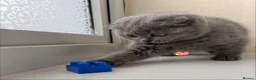 Scottish Fold cats for sale: Lovely Scottish fold/straight Kittens  - Advert 11