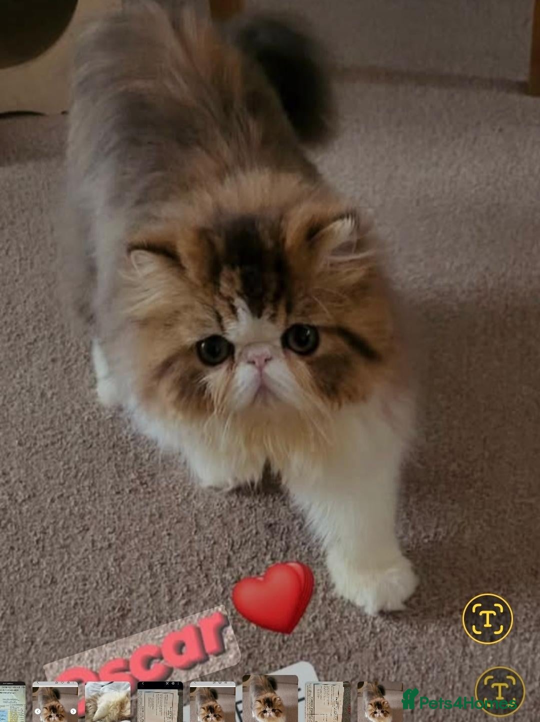Persian cats Persian male  - Advert 1
