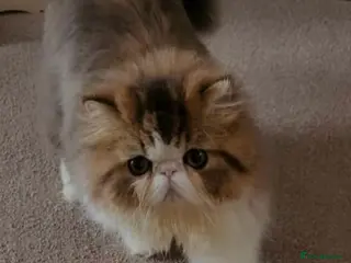 Persian cats Persian male - Advert 1