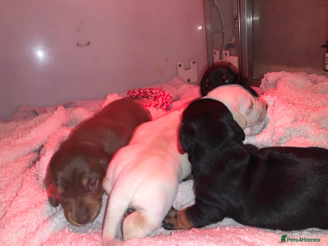Dachshund dogs for sale: 🐾Adorable Dachshund Boys🐾 - Advert 6