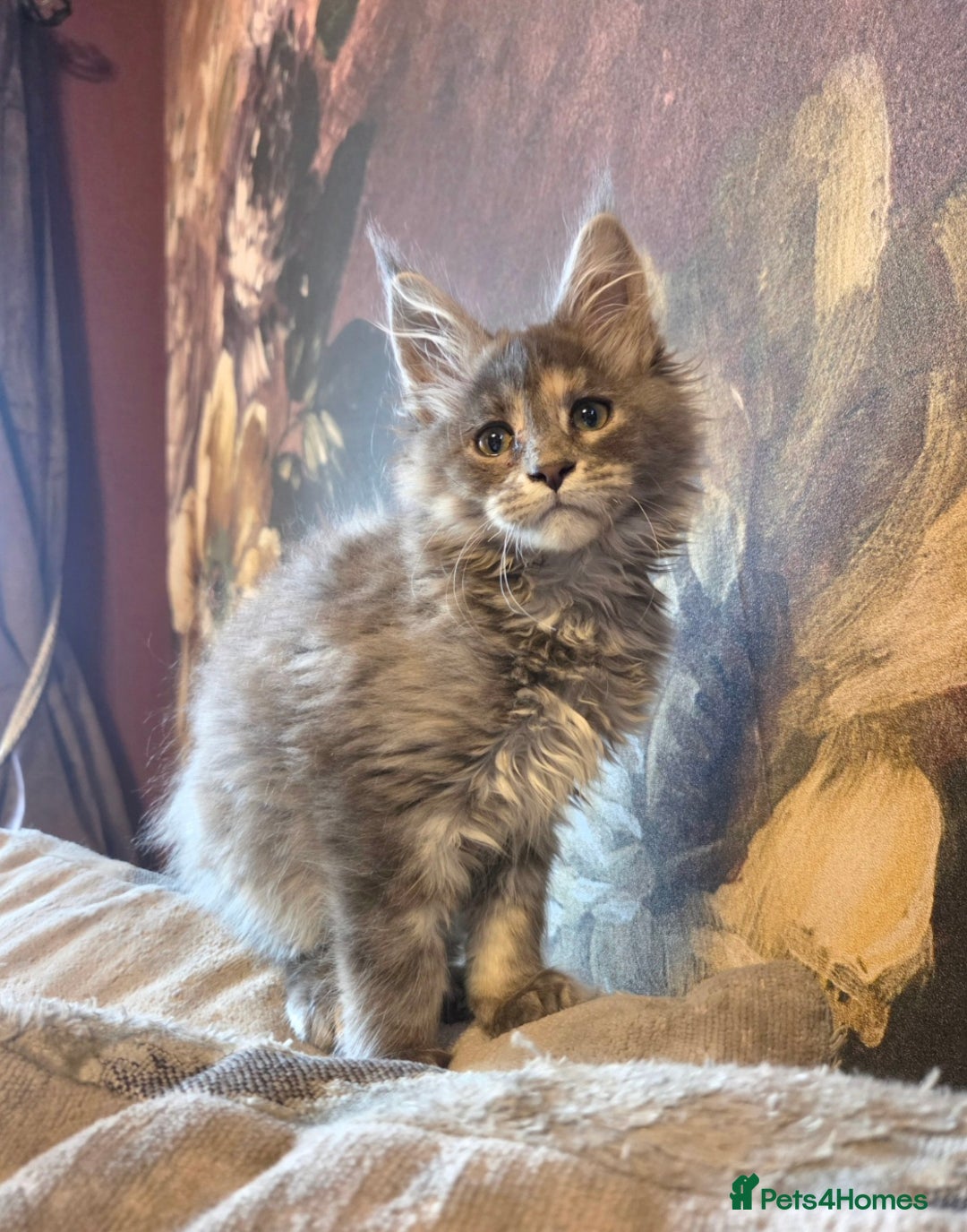 Maine Coon cats for sale: TiCA reg/Parents Fully Health Tested - Advert 7