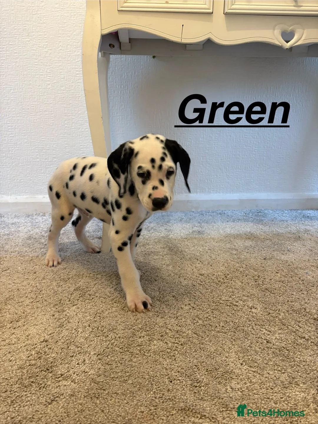 Dalmatian dogs for sale: 5 gen KC Dalmatians AVAILABLE NOW - Advert 23