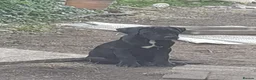 Mixed Breed dogs for sale: Beautiful Cane Corso / Bullmastiff Puppies  - Advert 6