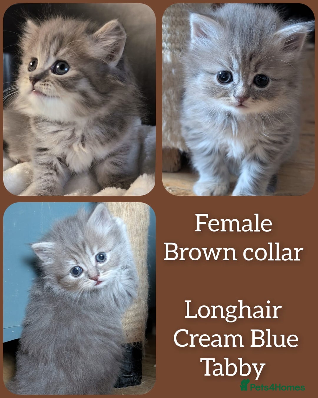 British Shorthair cats for sale: 💖💖💖BSH & BLH💫 GCCF & TICA red - Advert 19