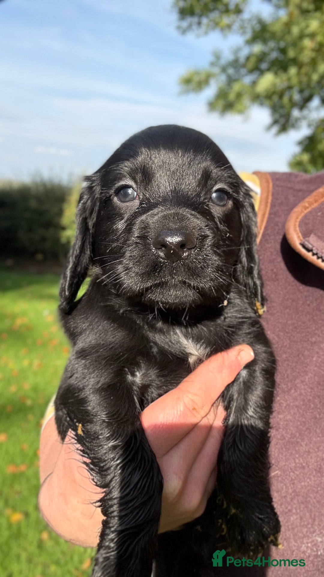 Cocker Spaniel dogs for sale: Working Cocker Spaniel Puppies  - Image 3
