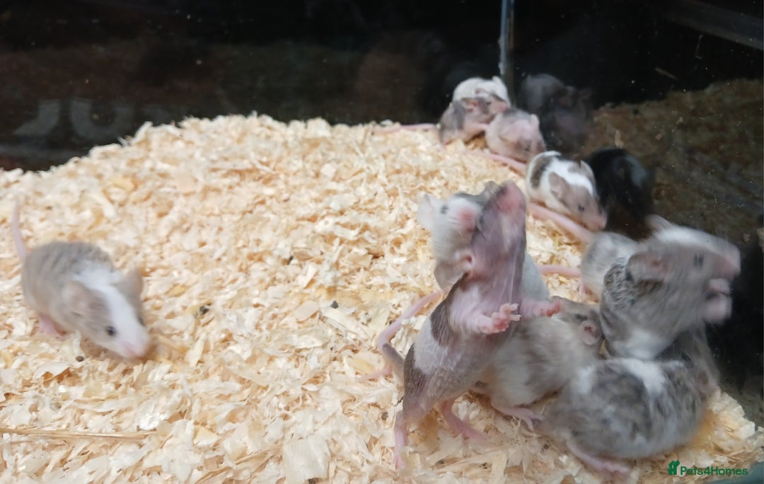 Mouse rodents for sale: Baby Fancy Pet Mice - Advert 4