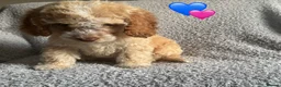 Cockapoo dogs for sale: 🐾 Stunning Litter of 8 Cockapoo Puppies! 🐾 - Advert 30
