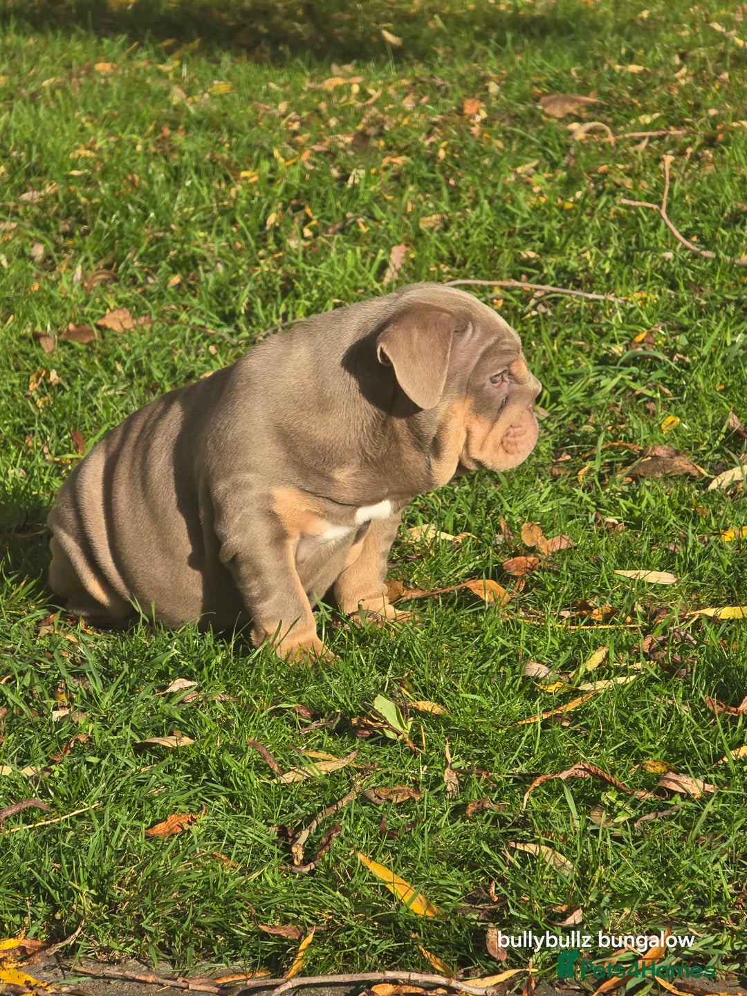 English Bulldog dogs for sale: Lilac & tan full suit - Advert 9