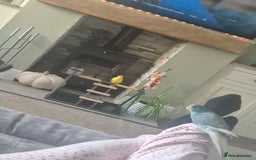 Parakeets birds for sale: 2 Kakarikis - Image 3