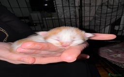 Mixed Breed cats for sale: 7 Mixed Kittens - Ginger, Tabby, Calico, White - Image 10
