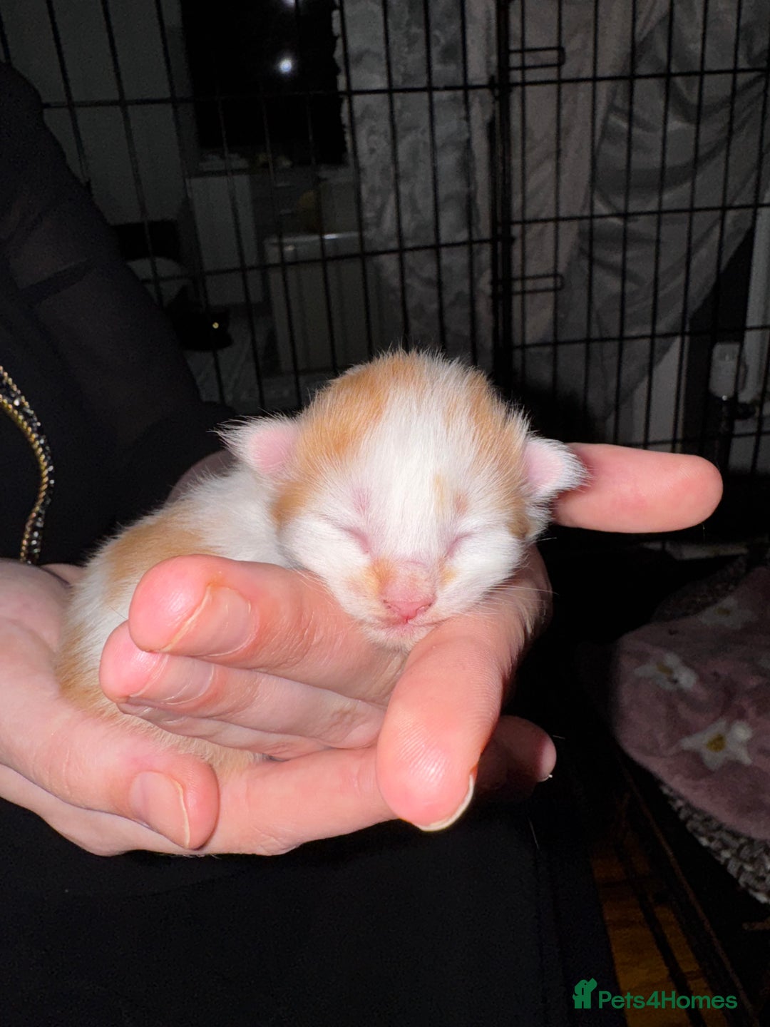 Mixed Breed cats for sale: 7 Mixed Kittens - Ginger, Tabby, Calico, White - Image 10