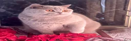 British Shorthair cats for sale: 💕Beautiful BSH lilac girl💕 - Advert 2