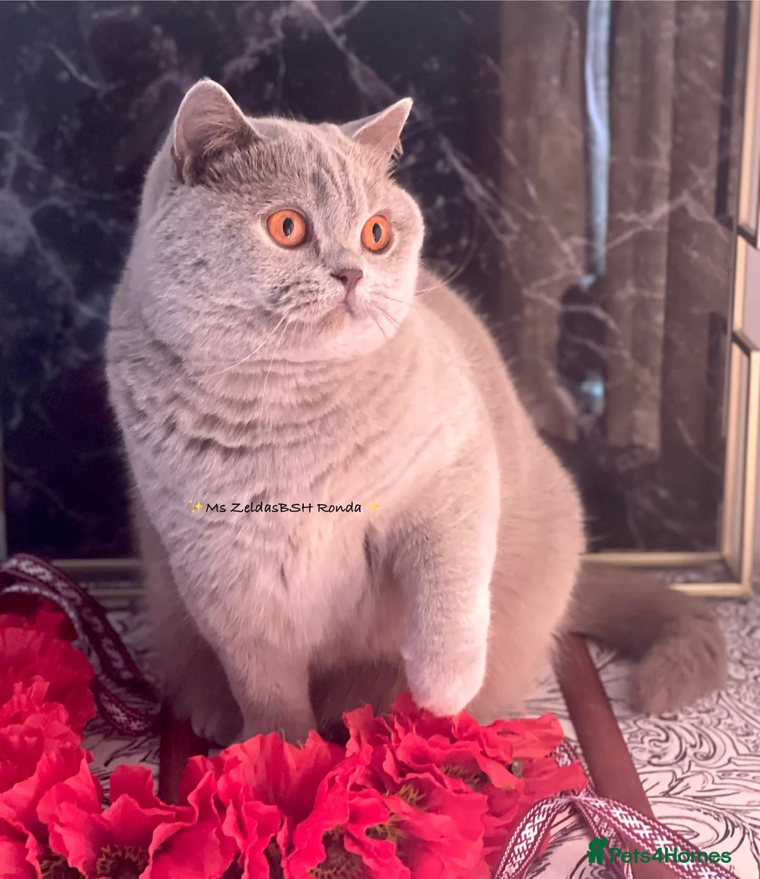 British Shorthair cats for sale: 💕Beautiful BSH lilac girl💕 - Advert 2