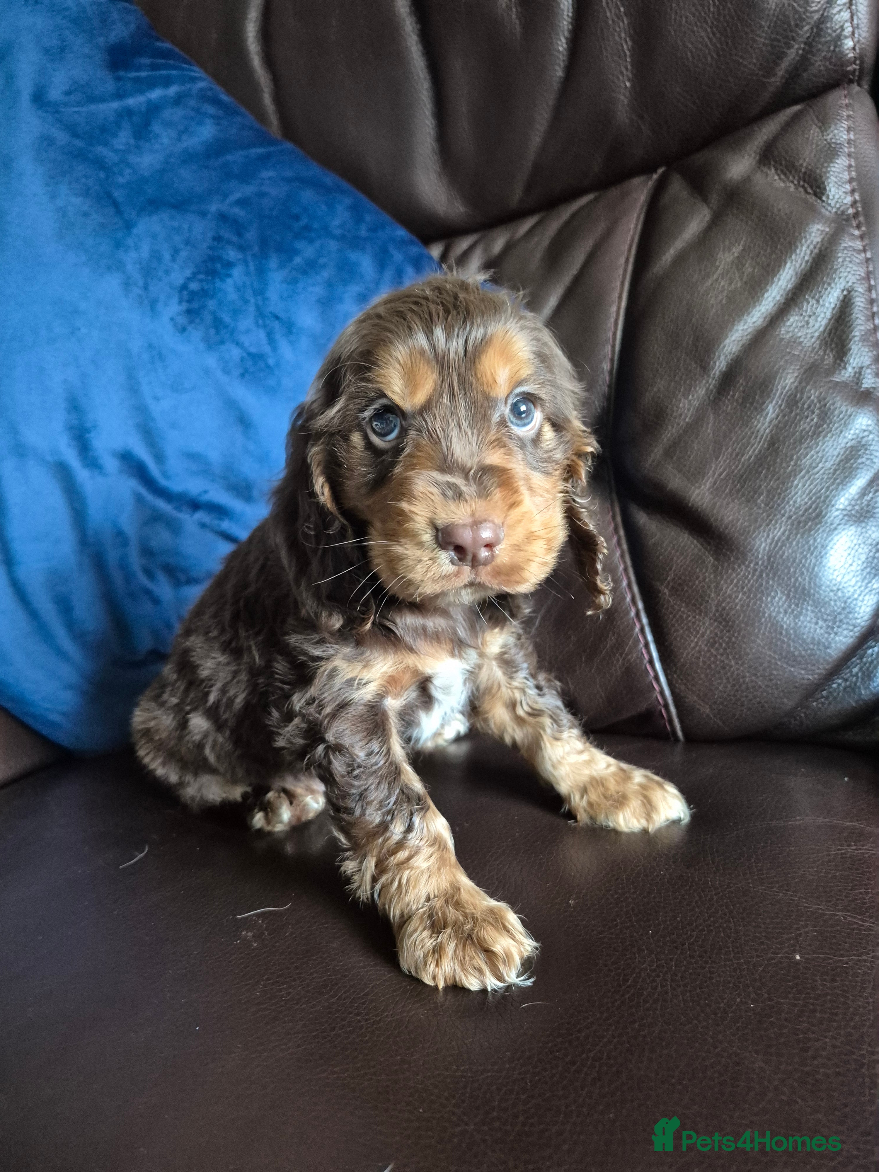 Cocker Spaniel dogs Chocol and tan & choc roan show cocker  puppies  in Bordon - Advert 1
