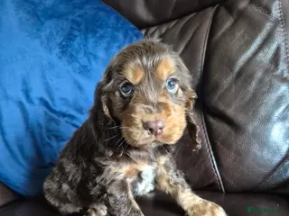 Cocker Spaniel dogs Chocol and tan & choc roan show cocker puppies in Bordon - Advert 1