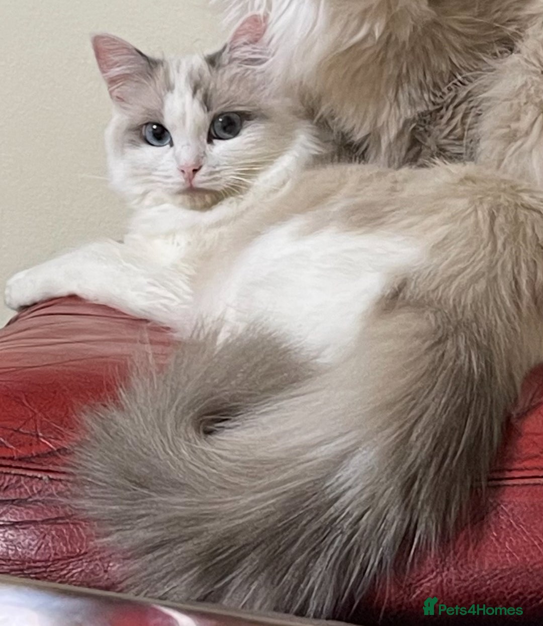 Ragdoll cats for sale: Female Ragdoll - Advert 1