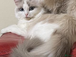 Ragdoll cats Female Ragdoll - Advert 1