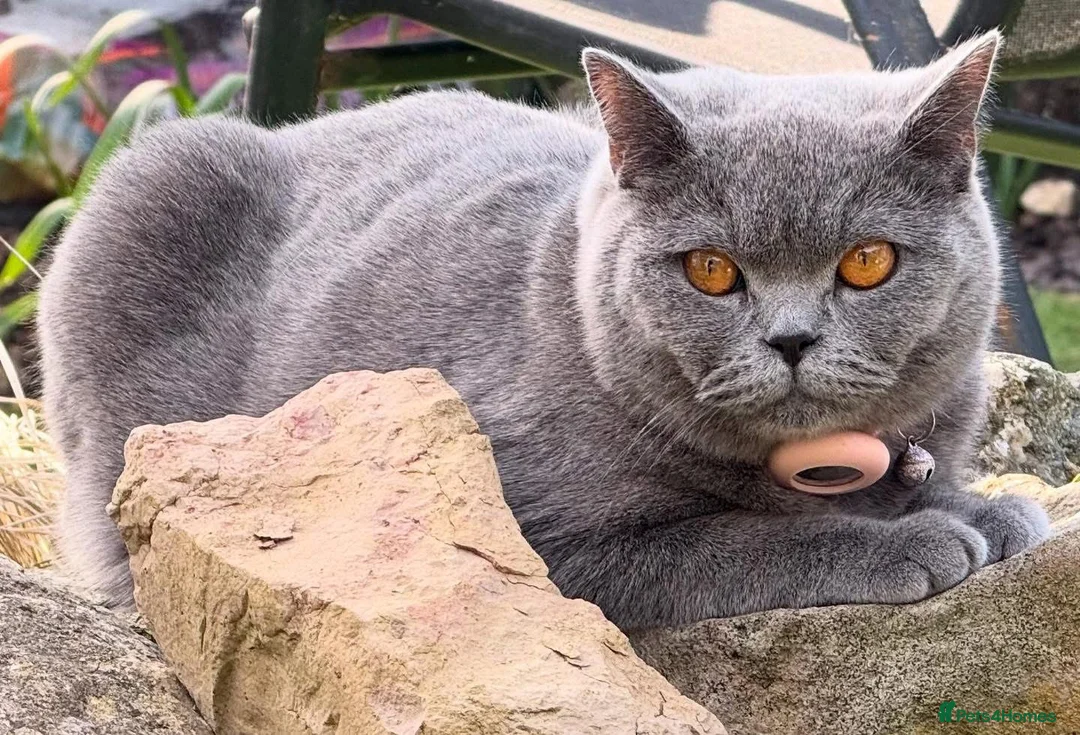 British Shorthair cats for sale: British Shorthair Kittens - Advert 2