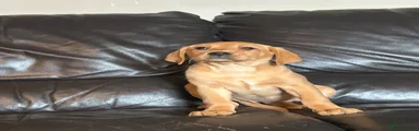 Labrador Retriever 7