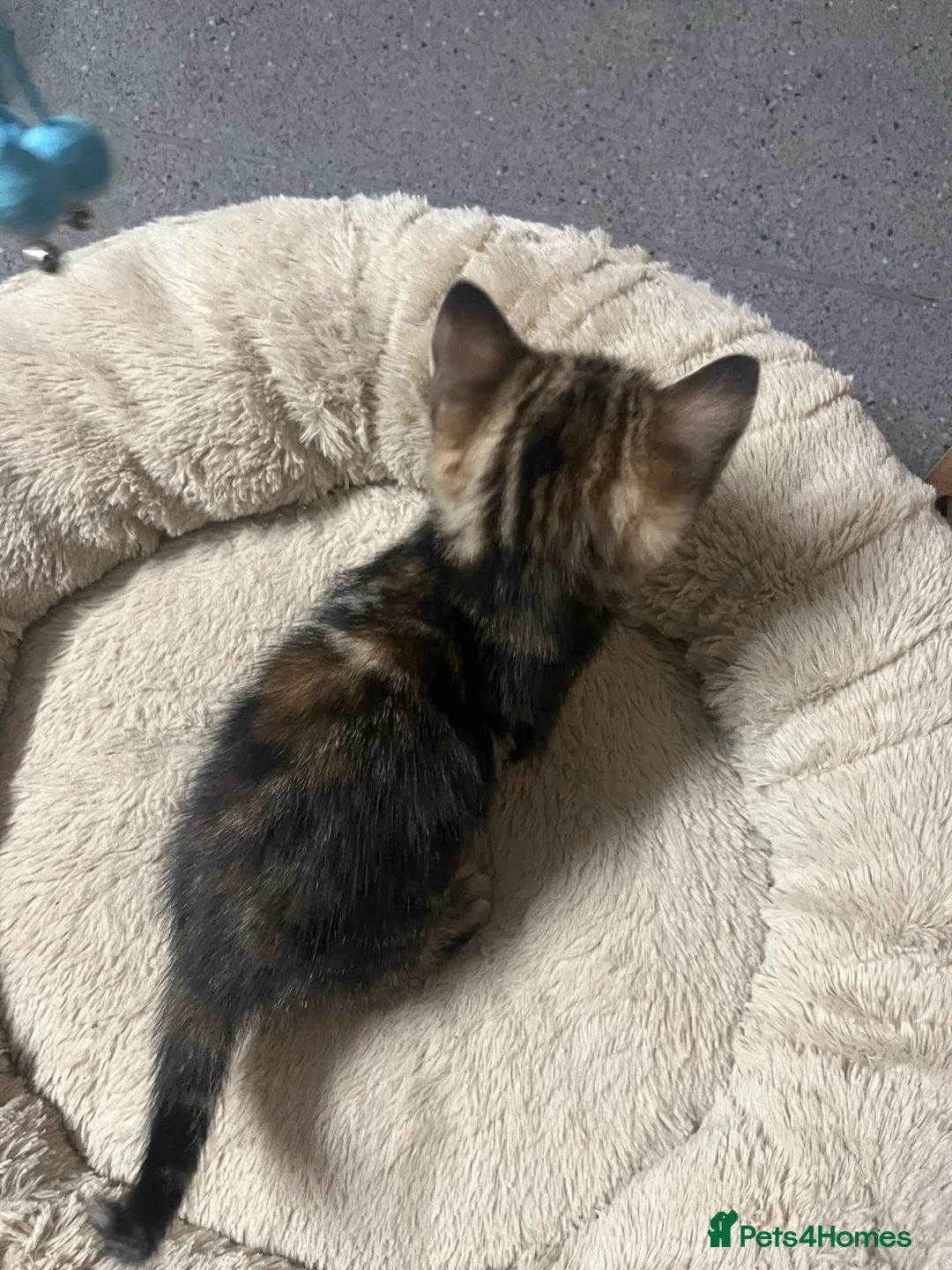 Mixed Breed cats for sale:  🐾 Stunning Mixed Tabby Kittens Available 🐾 - Advert 11