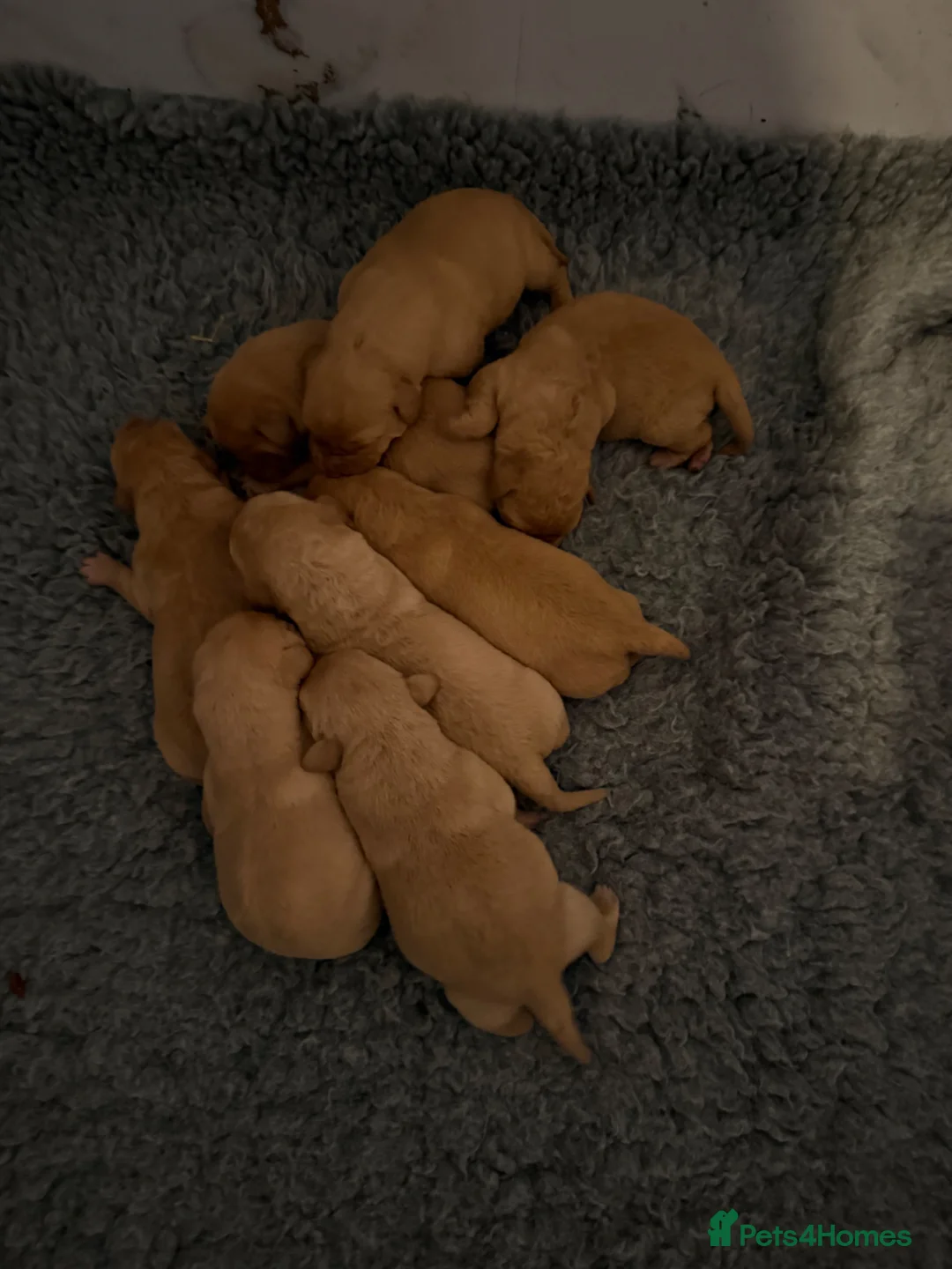 Labrador Retriever dogs for sale: Kc Reg Fox red Labradors - Advert 4