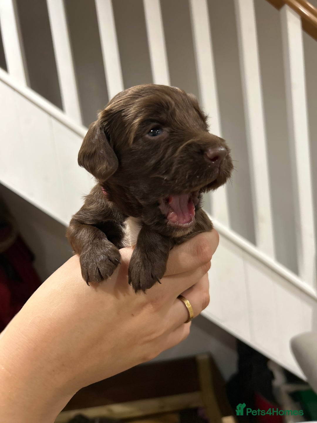 Sprocker dogs for sale: Sprocker pups  - Image 9