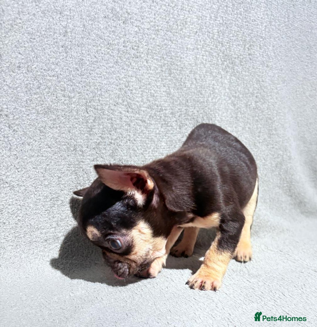 French Bulldog dogs for sale: Beautiful French bulldog puppies  - Advert 9