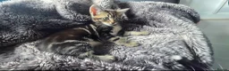 Mixed Breed cats for sale: 4 lovely kittens are looking for forever home  - Advert 21