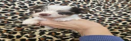 Yorkshire Terrier dogs for sale: 🩷 DNA tested parents 🩵 White Ocean Pearl litter - Advert 16
