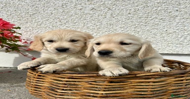 Golden Retriever dogs - Advert 3