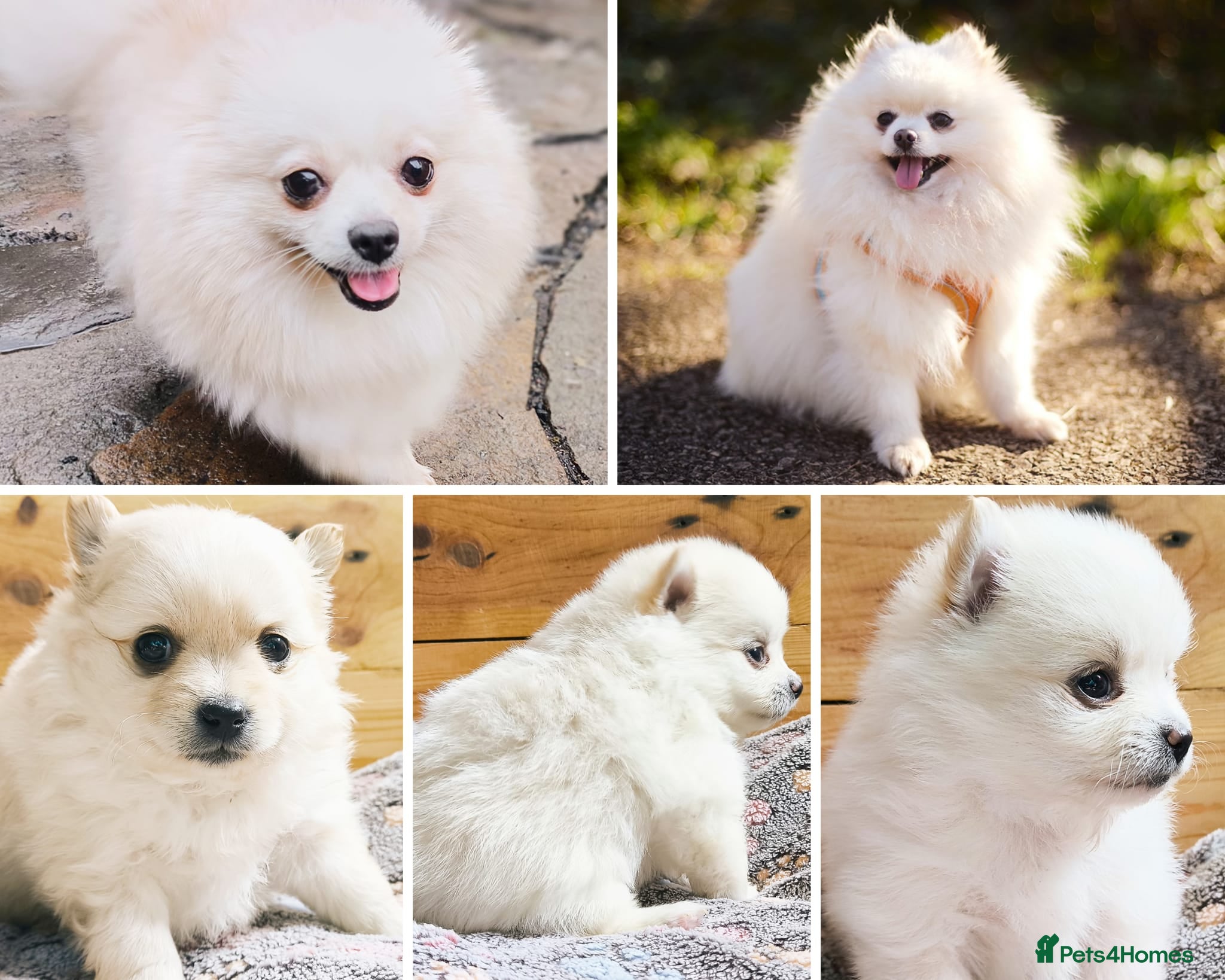 Pomeranian dogs Stunning White/Cream Pomeranian Puppies - Advert 6
