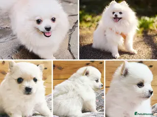 Pomeranian dogs Stunning White/Cream Pomeranian Puppies - Advert 6