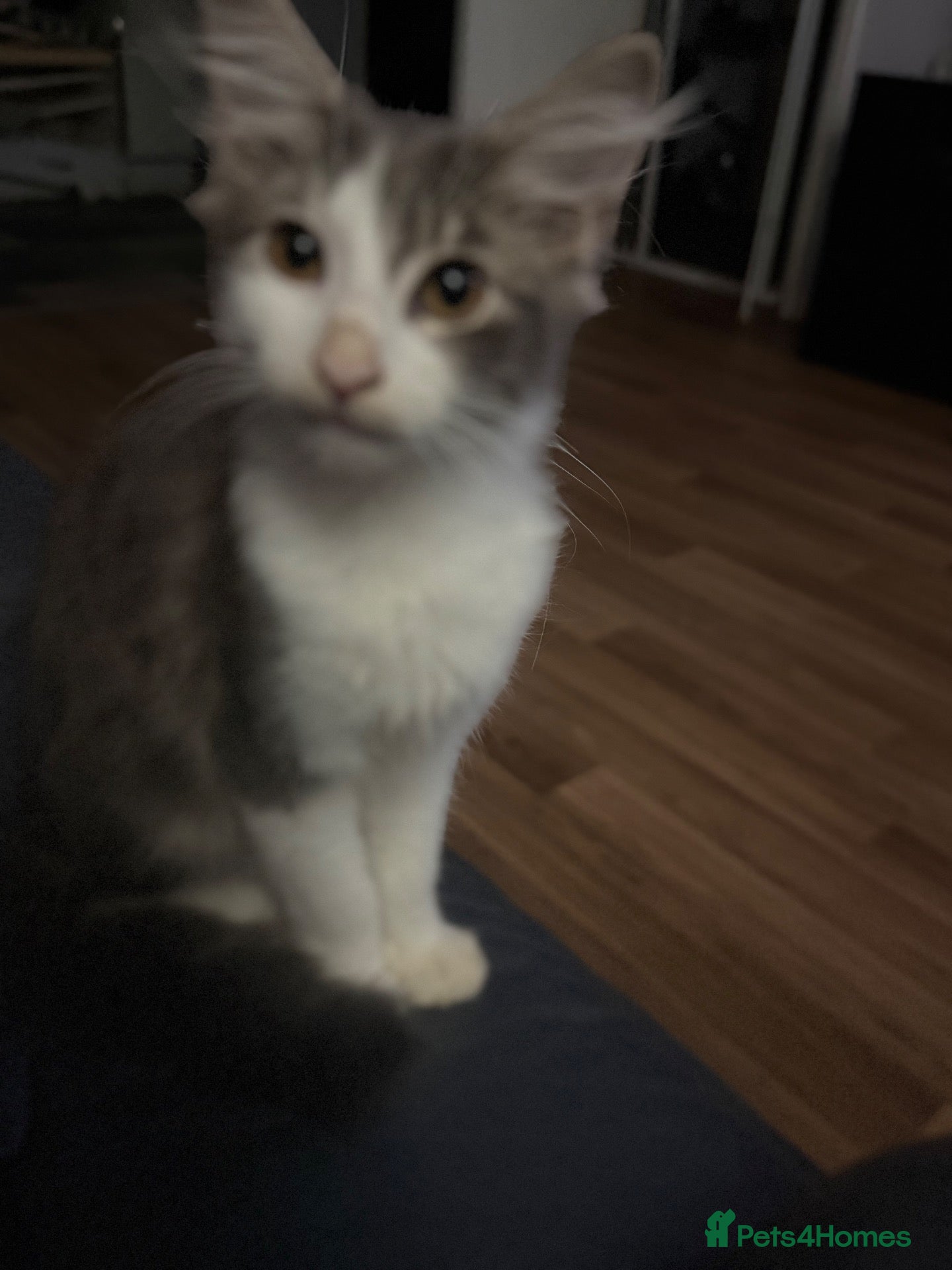 Norwegian Forest Cat cats Beautiful 12 week old kitten - Advert 10