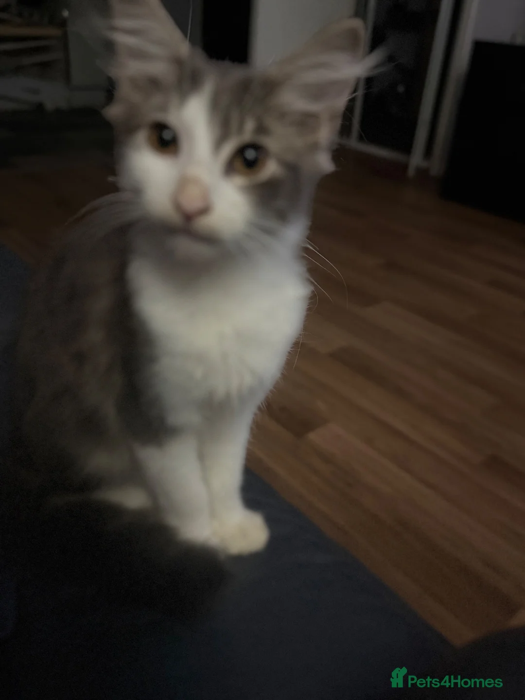 Norwegian Forest Cat cats for sale: Beautiful 12 week old kitten - Advert 1