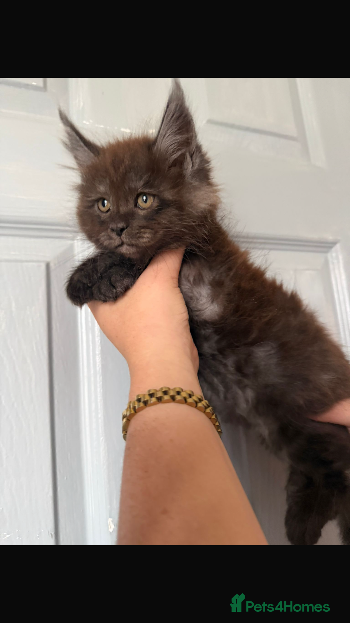 Maine Coon cats Gaint mainecoon babies READY TO GO🏡🏡 - Advert 1