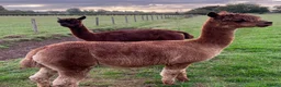 Alpaca livestock for sale: Alpca cria looking for forever homes in Caldicot - Advert 3