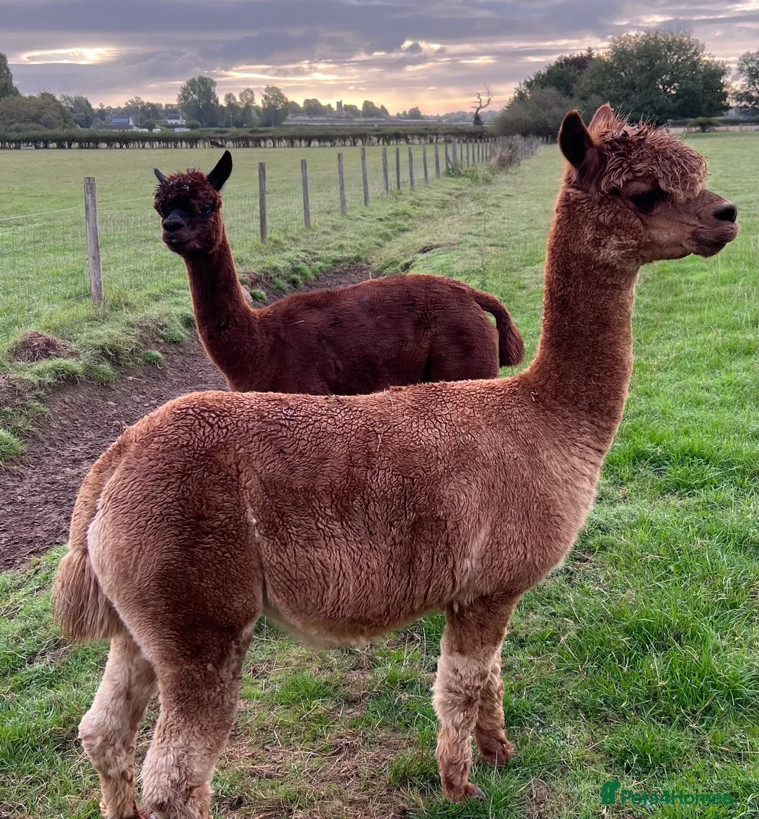 Alpaca livestock for sale: Alpca cria looking for forever homes in Caldicot - Advert 3