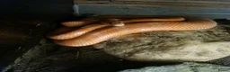 Mixed Breed reptiles for sale: Ball pythons boas and corns for sale  in Malvern - Advert 17