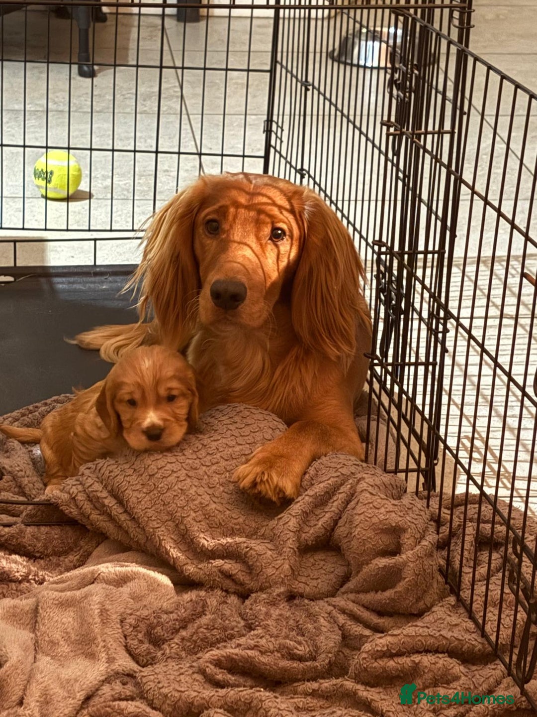 Cocker Spaniel dogs for sale: KC Registered Cocker Spaniel (Working) Puppies - Image 26
