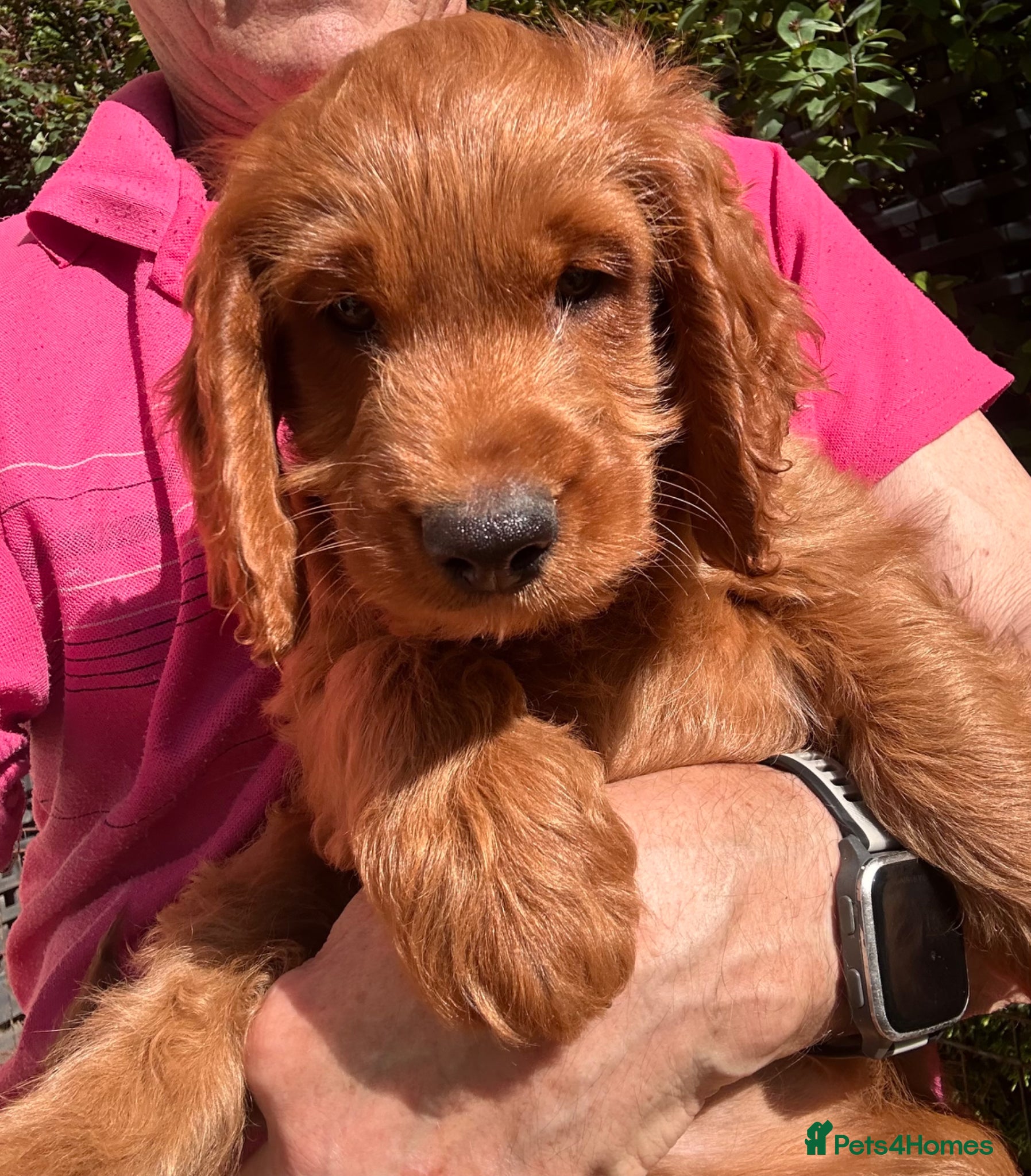 Cockapoo dogs for sale: READY NOW! RED F1 HEALTH-CHECKED TOY COCKAPOOS - Advert 16