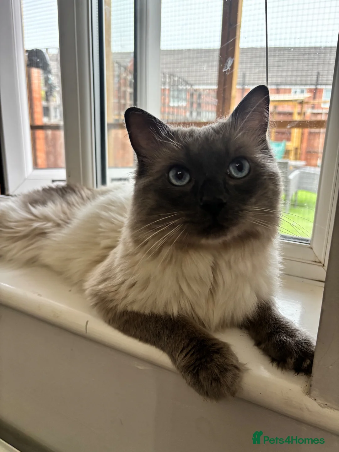 Ragdoll cats for stud: Blue Point Ragdoll for stud 🩵 - Advert 2