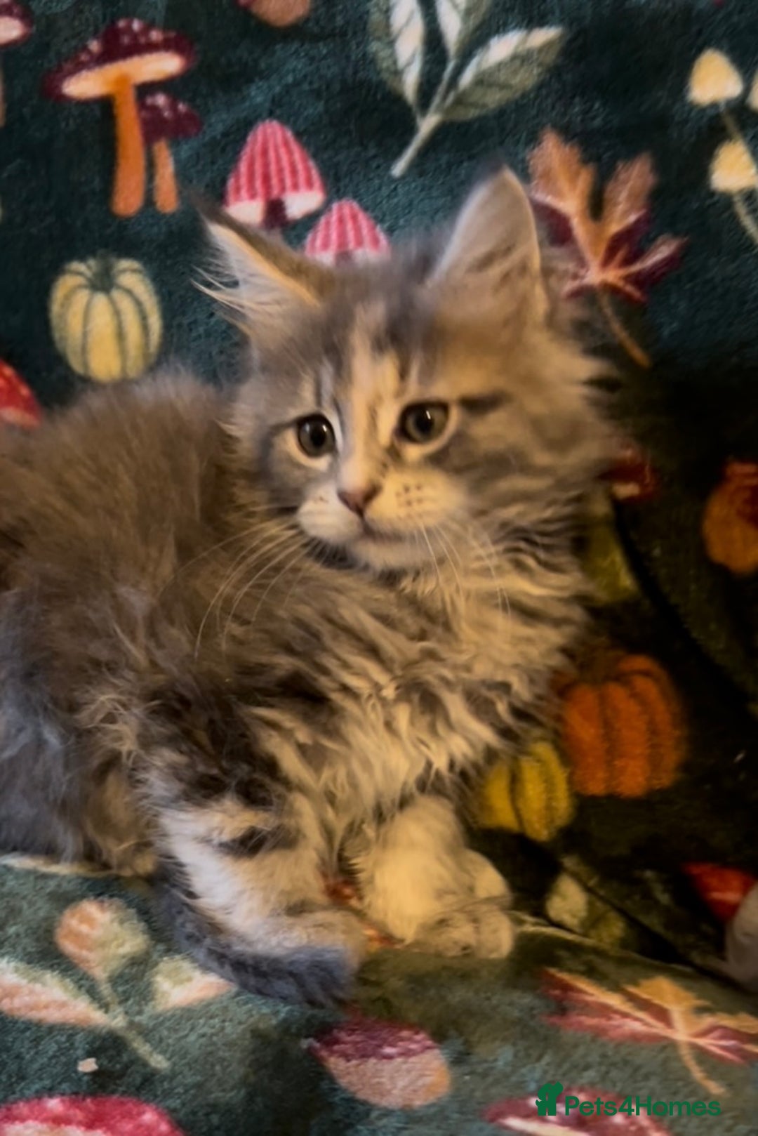 Maine Coon cats for sale: Maine Coon Kittens TICA  - Image 14