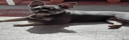 French Bulldog dogs for sale: 3 year old female French bulldog  - Advert 4