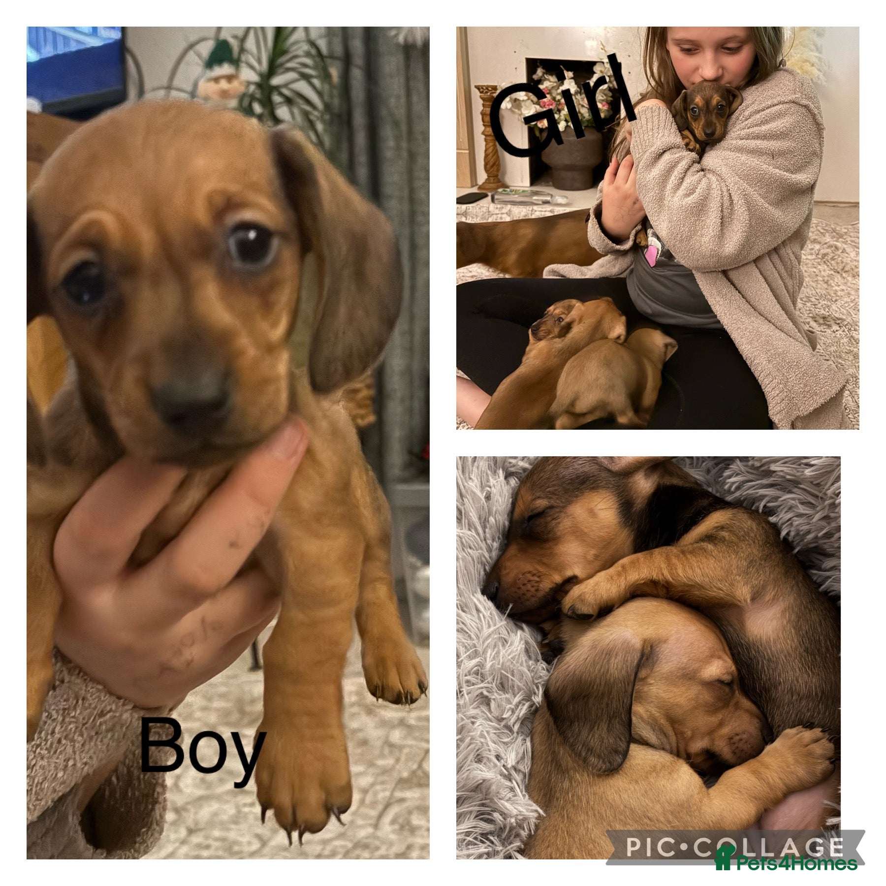 Miniature Dachshund dogs Kc true miniature dachshunds puppies - Advert 1