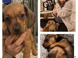 Miniature Dachshund dogs Kc true miniature dachshunds puppies - Advert 8