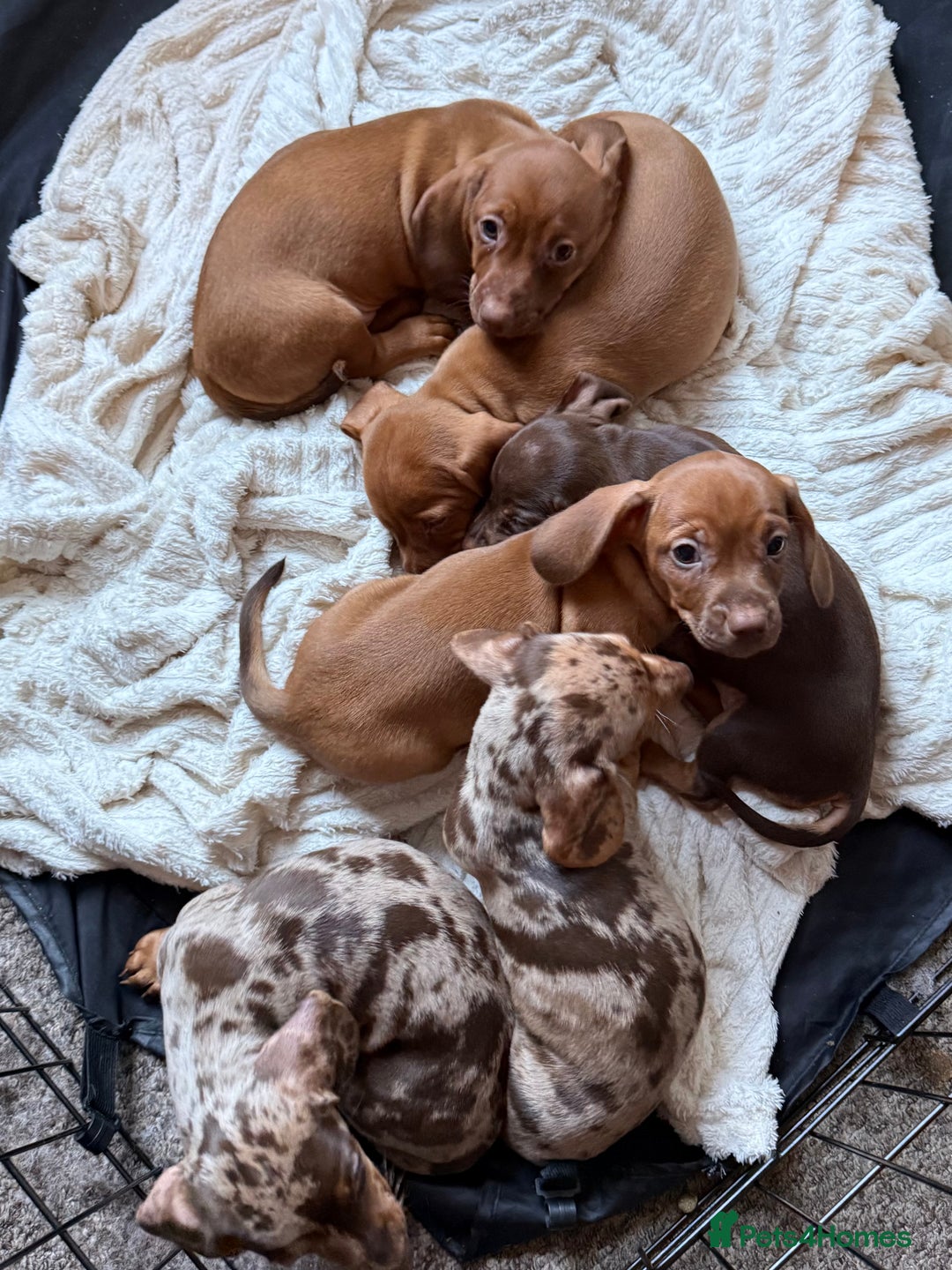 Dachshund dogs for sale:  Dashcund puppy  - Advert 1