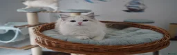 Ragdoll cats for sale: TICA registered seal lynx bicolor boy  - Advert 8