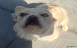 French Bulldog dogs for sale: Gorgeous fluffy Frenchie female  - Image 20