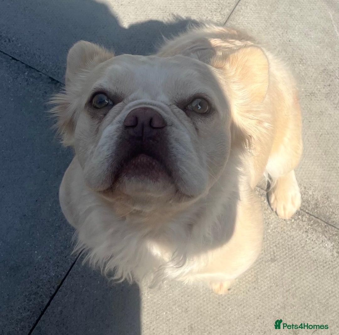 French Bulldog dogs for sale: Gorgeous fluffy Frenchie female  - Image 20